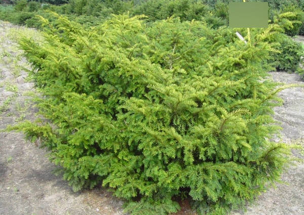 Taxus baccata Nissens Corona - gelbe Eibe Nissens Corona